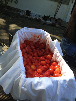 Tomatoes are left to rinse before being put through the wringer!
